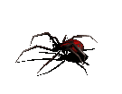 spider spider